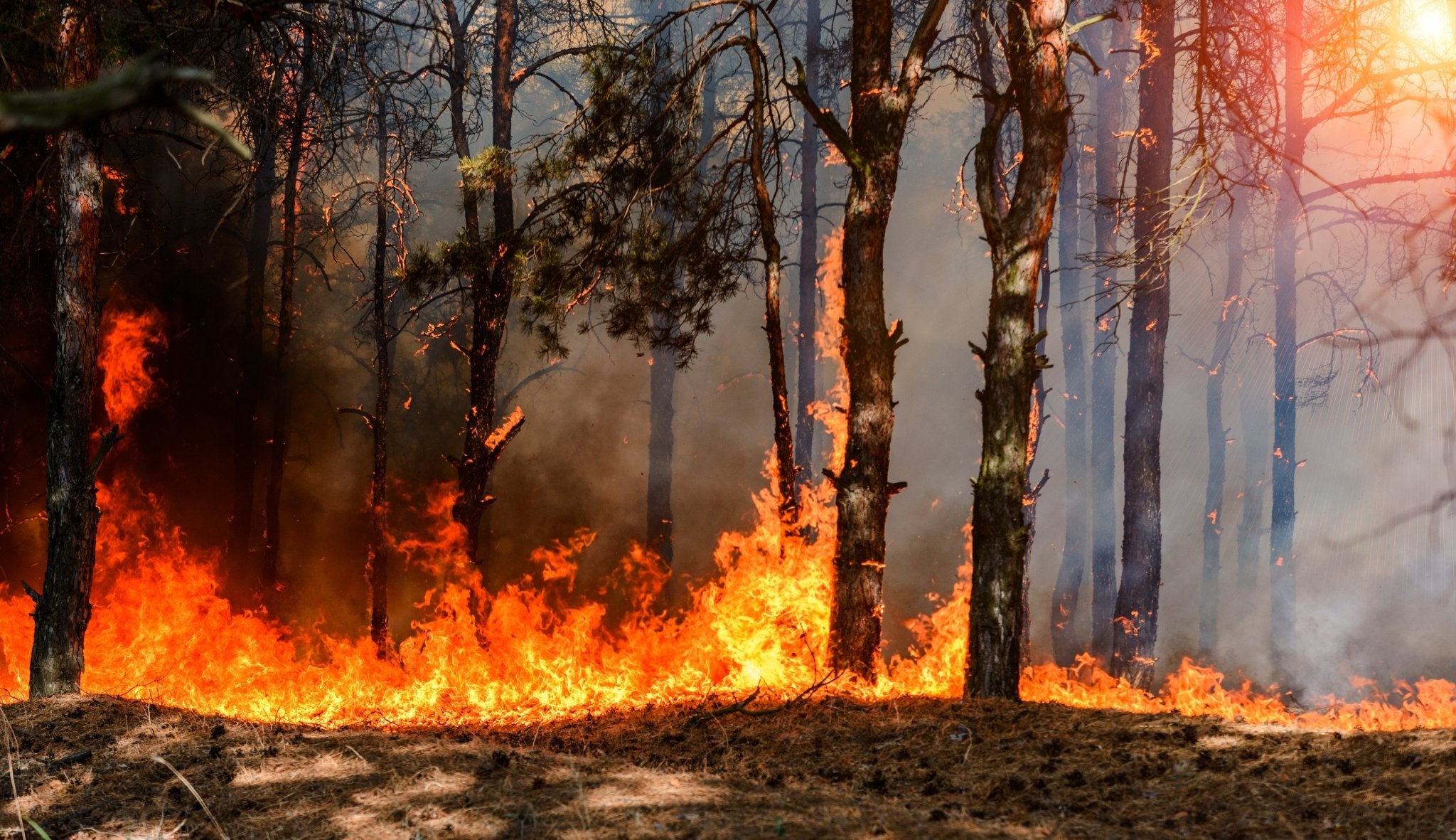 What Is the Best Mask for Wildfire Smoke? - Parcil Safety